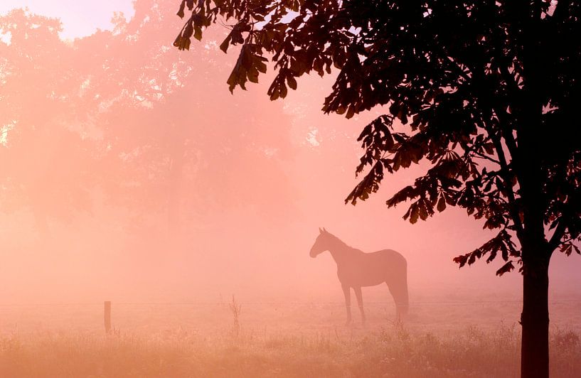 Paard in de mist van Nico Garstman