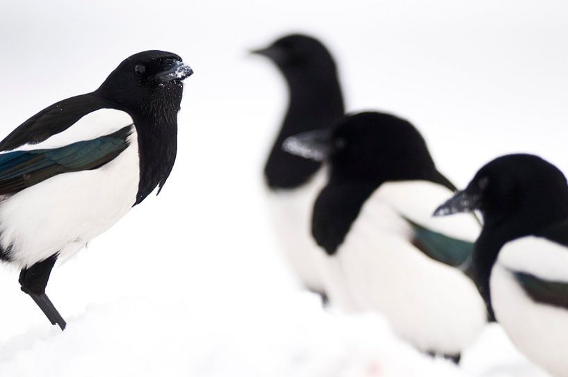 Common Magpies in winter by AGAMI Photo Agency