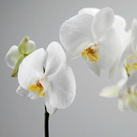 Phalenopsis white