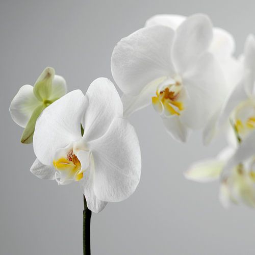 Phalenopsis white