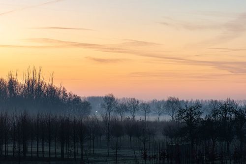 tree nursery in the morning