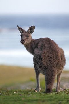 Grey giant kangaroo (Macropus giganteus) by Dirk Rüter