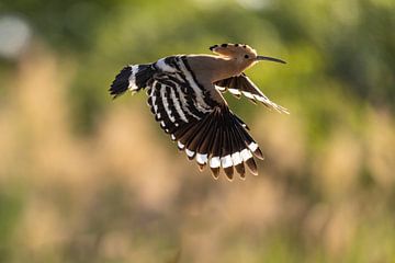 La huppe (Upupa epops), également connue sous le nom d'oiseau puant ou de vautour à dos rouge. sur Gert Hilbink