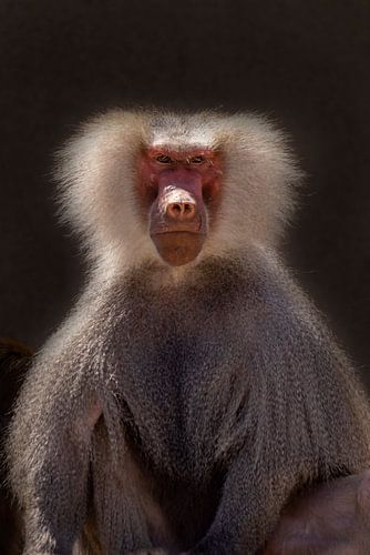 Mantelbaviaan, (Papio hamadryas)