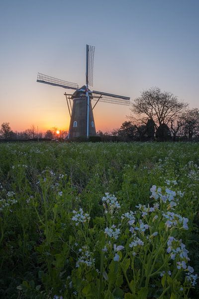 Mill The Cornflower Kuzels by Moetwil en van Dijk - Fotografie
