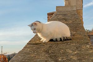 Auf der Mauer, auf der Lauer - sitzt 'ne kleine Katze