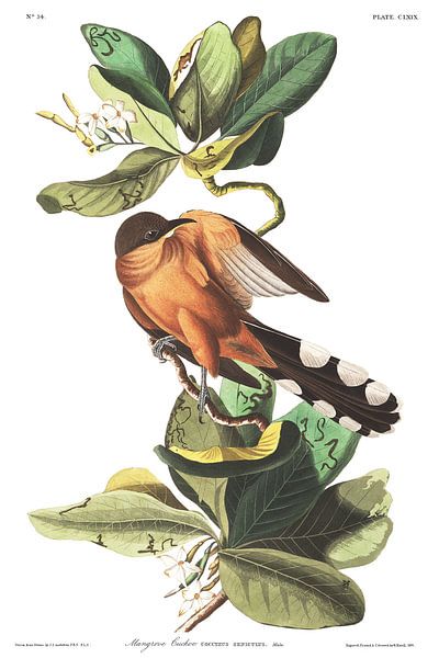 Coulicou manioc par Birds of America