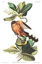 Coulicou manioc par Birds of America Aperçu