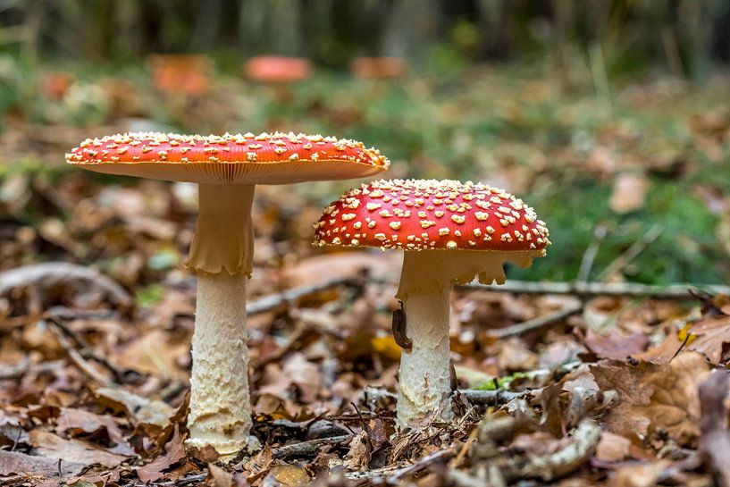 Paddestoelen van Hermen Buurman