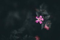 Pink flower
