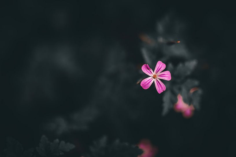 Fleur rose par Esther Gerritsen