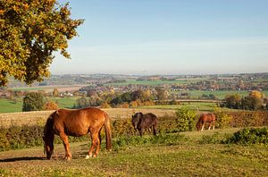 Herfstkleuren bij Epen in Zuid-Limburg von John Kreukniet