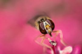 Hoverfly on pink flower by Memories for life Fotografie
