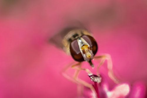 Zweefvlieg op roze bloem