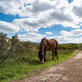 Een grazend wild paard aan de rand van het pad. van Mandy Metz