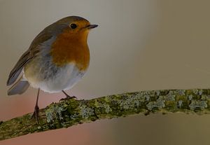 Robin