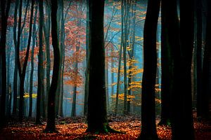 Zauberwald und Märchenlicht
