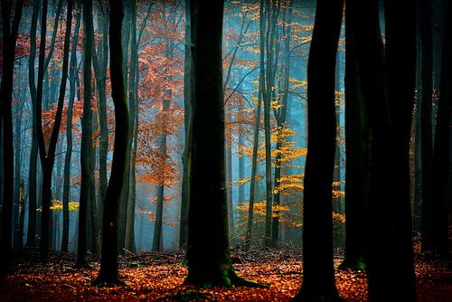 Toverbos by Lars van de Goor