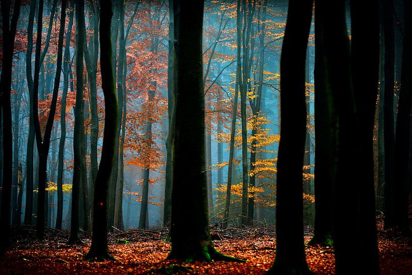 Zauberwald und Märchenlicht von Lars van de Goor