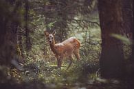 Ree in an opening in the forest by Yuri Verweij thumbnail