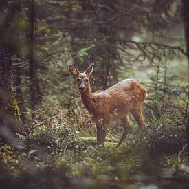 Ree in an opening in the forest by Yuri Verweij
