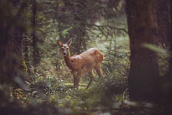 Ree auf einer Lichtung im Wald