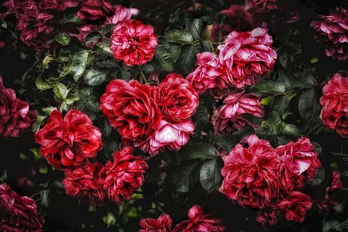 Romantische rode rozen