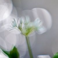 Reflections with flower