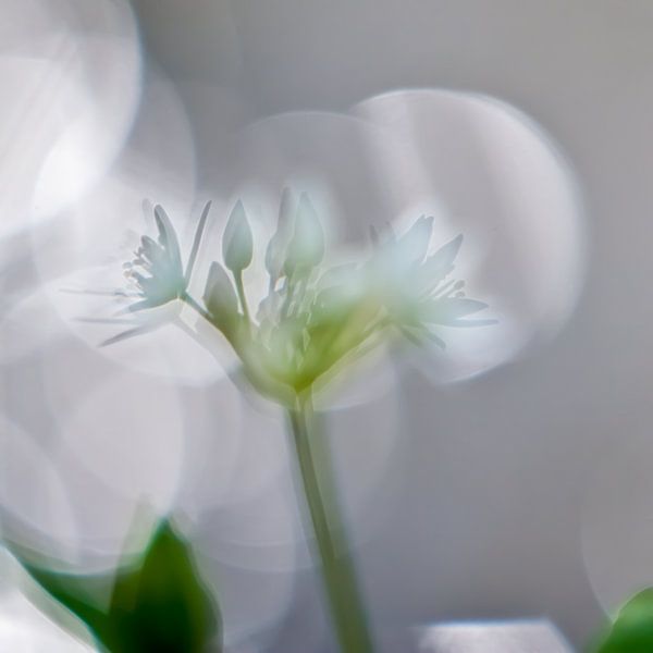 Reflections with flower by Tjaard Heikens