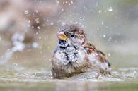 Bathing sparrow by Erik Veltink thumbnail