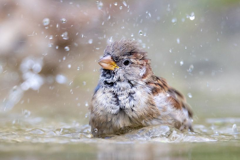 Bathing sparrow by Erik Veltink