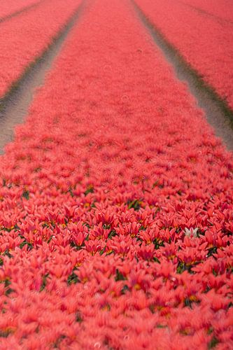 Roze Tulpen
