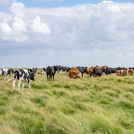 Collecte de vaches dans la réserve naturelle de Boschplaat Terschelling sur Yvonne van Driel