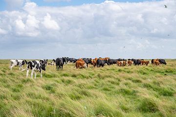 Collecte de vaches dans la réserve naturelle de Boschplaat Terschelling