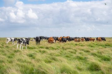 Koeien verzameling op de Boschplaat Terschelling natuurgebied van Yvonne van Driel