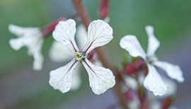 Arugula Flower Macro Landscape