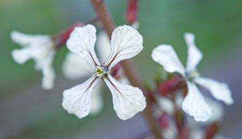 Andijvie Bloem Macro Landschap