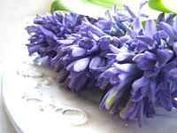 blauwe hyacint op schaal 1