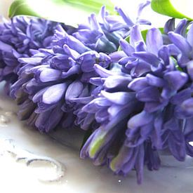 blauwe hyacint op schaal 1 van Nicolet Reus