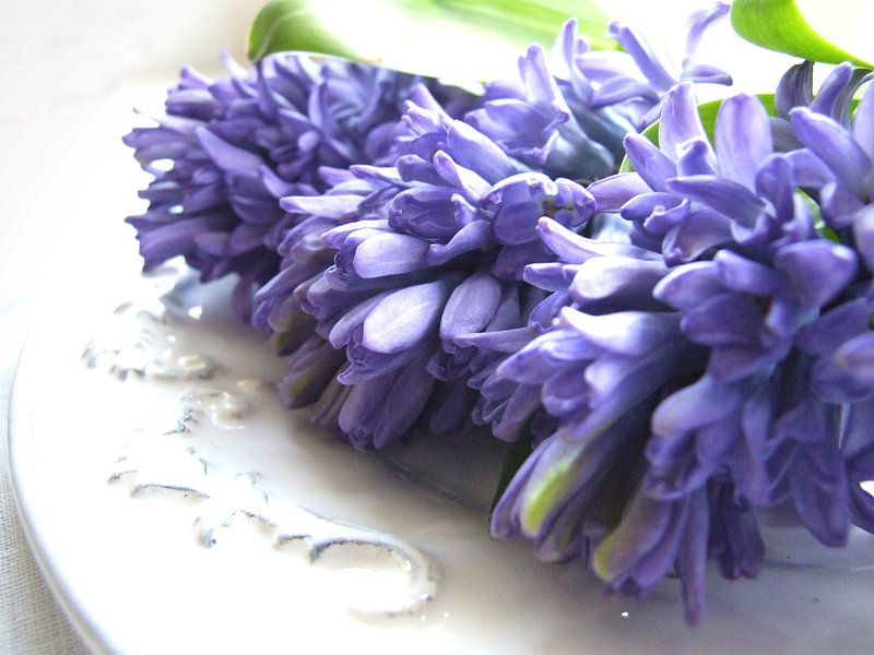 blauwe hyacint op schaal 1 van Nicolet Reus