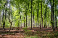 Beukenbos