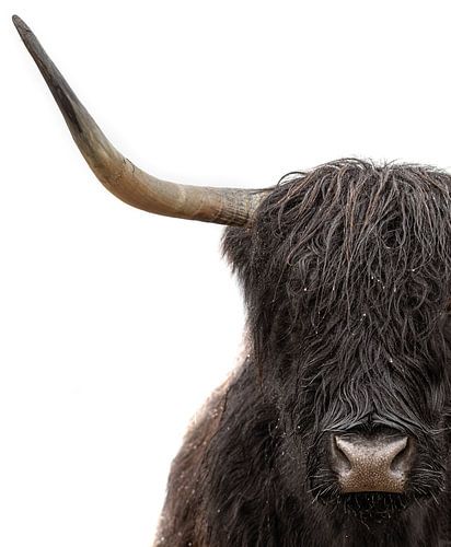 Highlander écossais