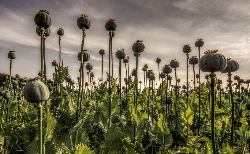 Opium van Mario de Lijser