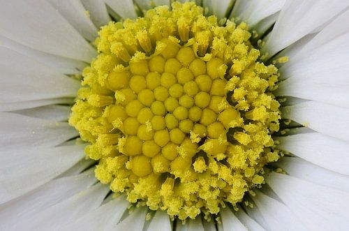 Sunshine, Madeliefje Macrofotografie