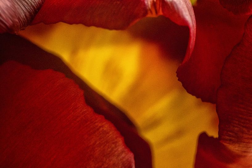 O&#039;Keeffe comme Helleborus par Hans Heemsbergen