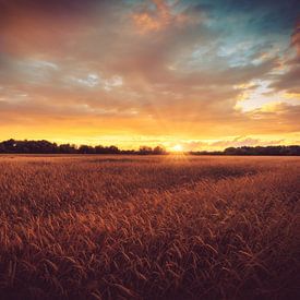 Field in the sunset by Skyze Photography by André Stein