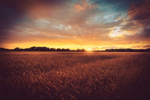 Veld in de zonsondergang