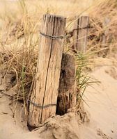 Duinpaal in duinen