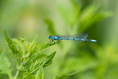 Een waterjuffer in Kew Gardens