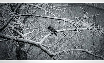 Schneevogel von BAEN